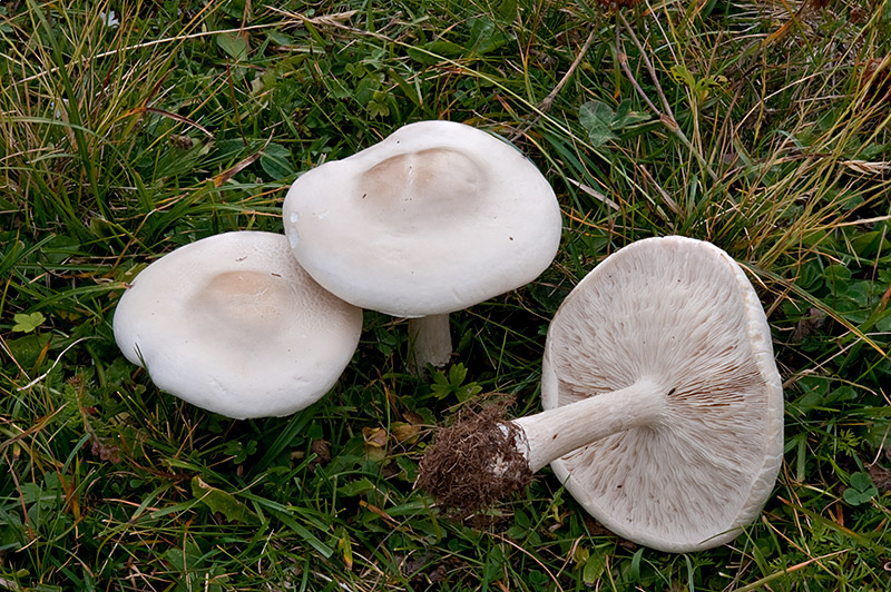 Melanoleuca-strictipes_02.jpg