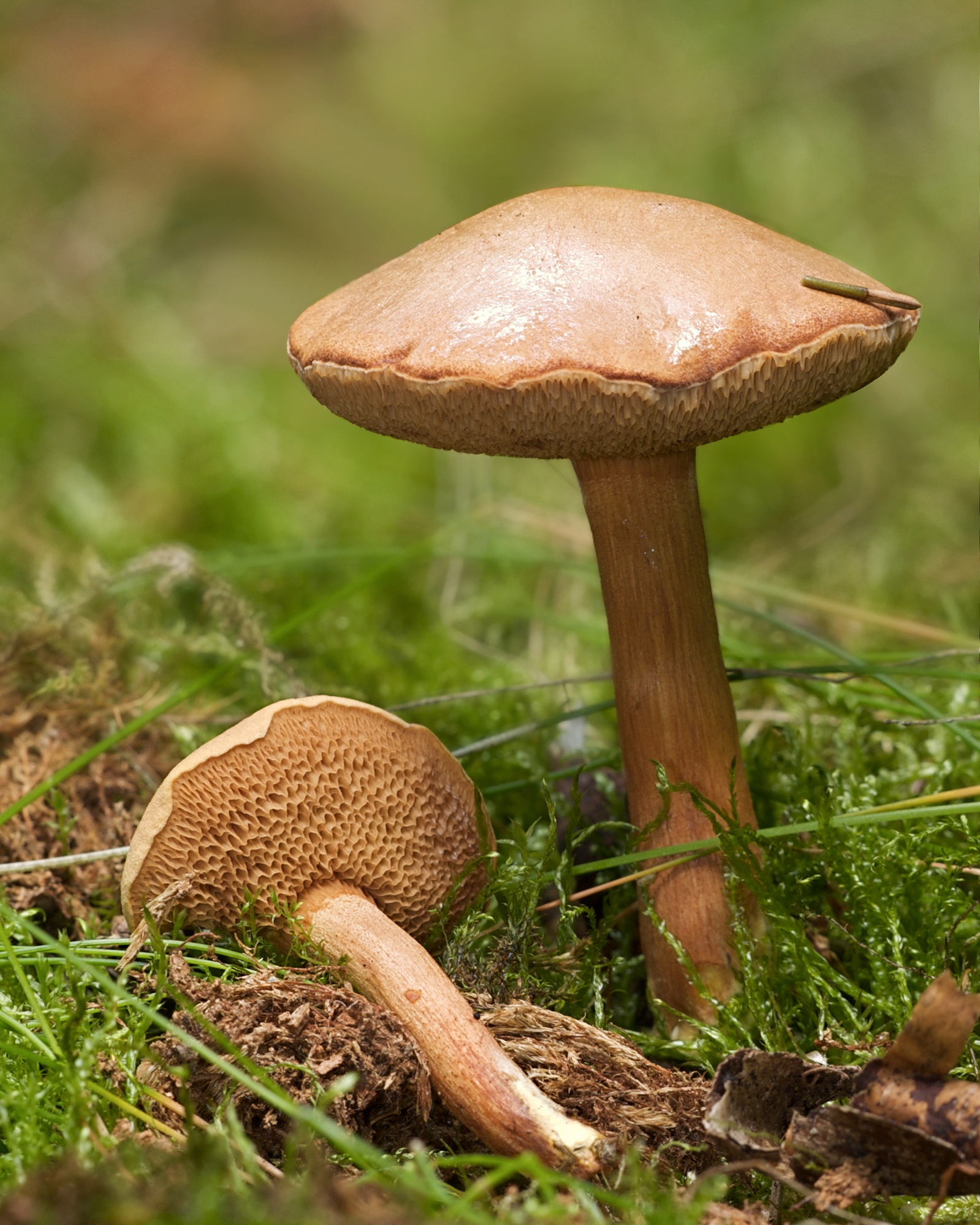Chalciporus_piperatus_LC0182.jpg