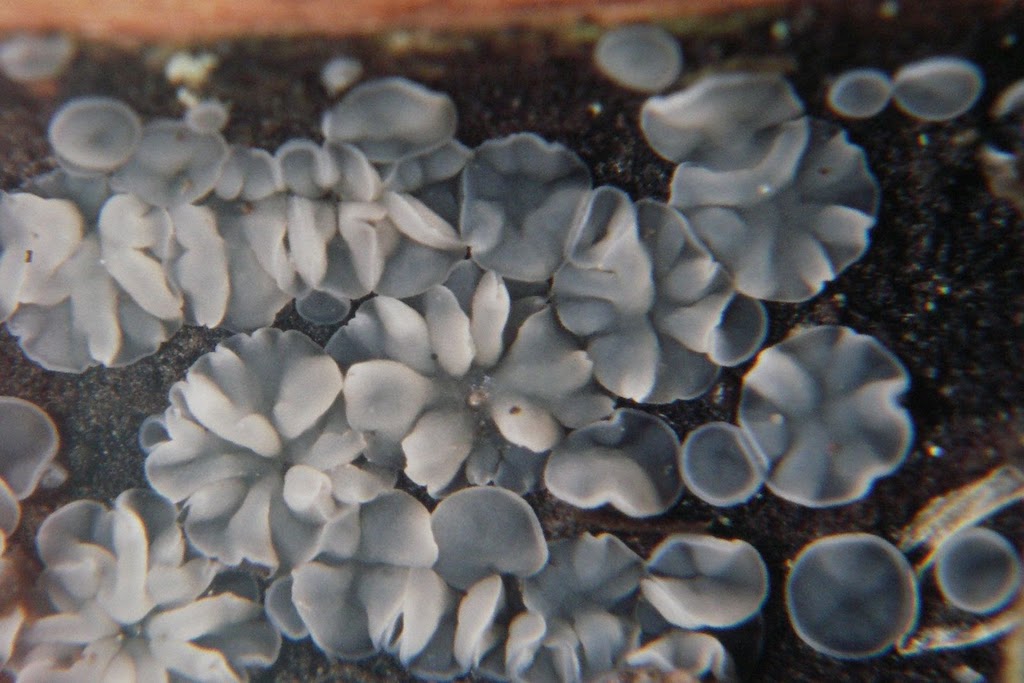 4669-Mollisia_hydrophila_1947.JPG