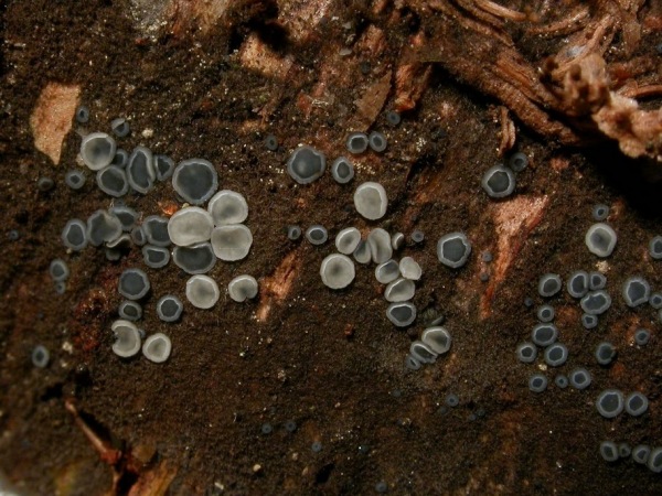 small-4671-Mollisia_hydrophila.JPG