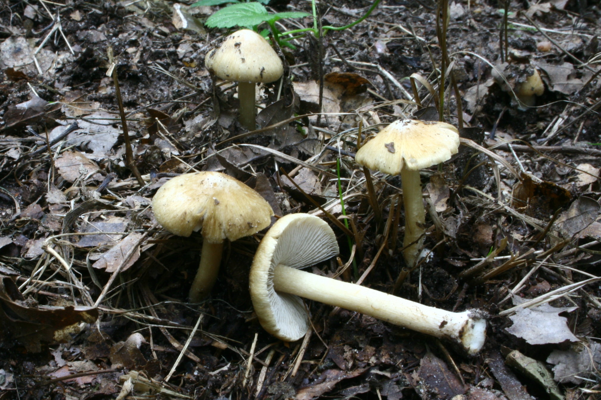 Inocybe_cookei_20080913w.JPG