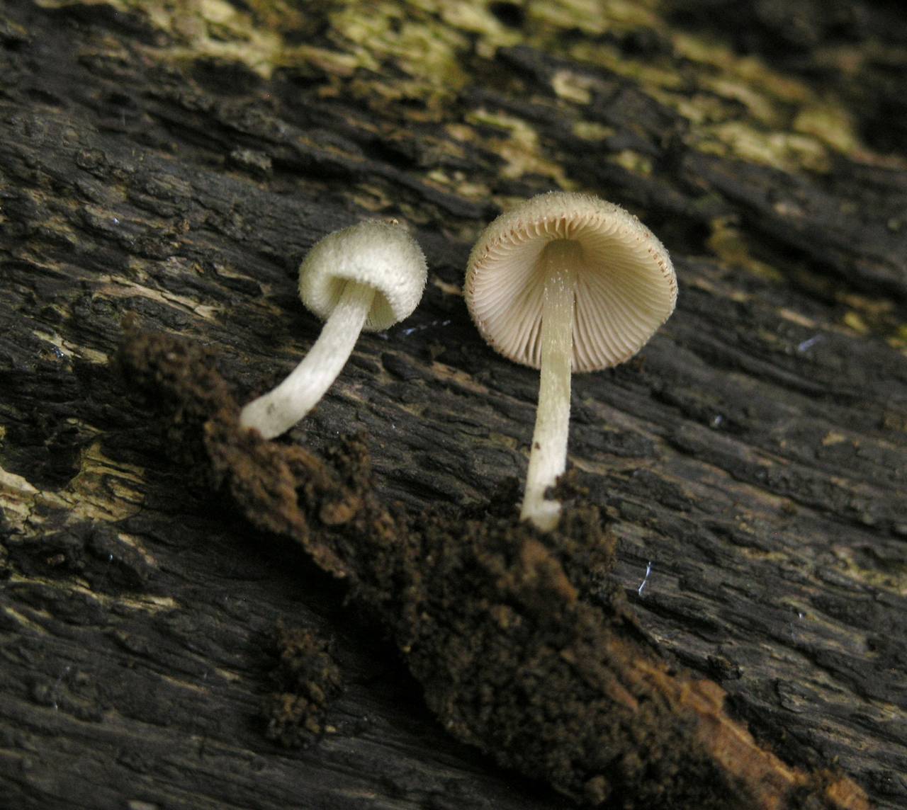 99204(1).jpg