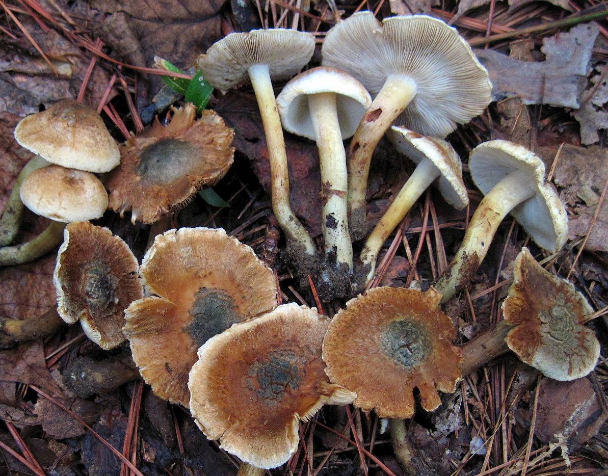 Inocybe_corydalina_246850.jpg