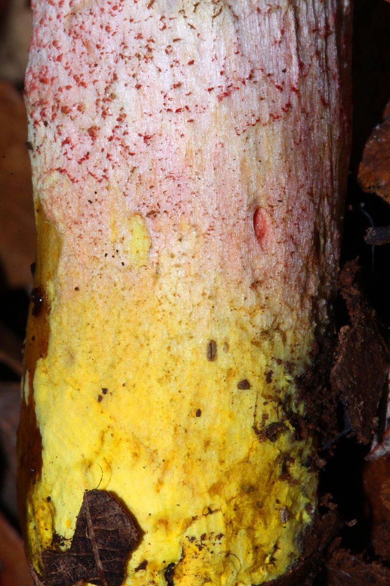 Harrya_chromapes_279859.jpg
