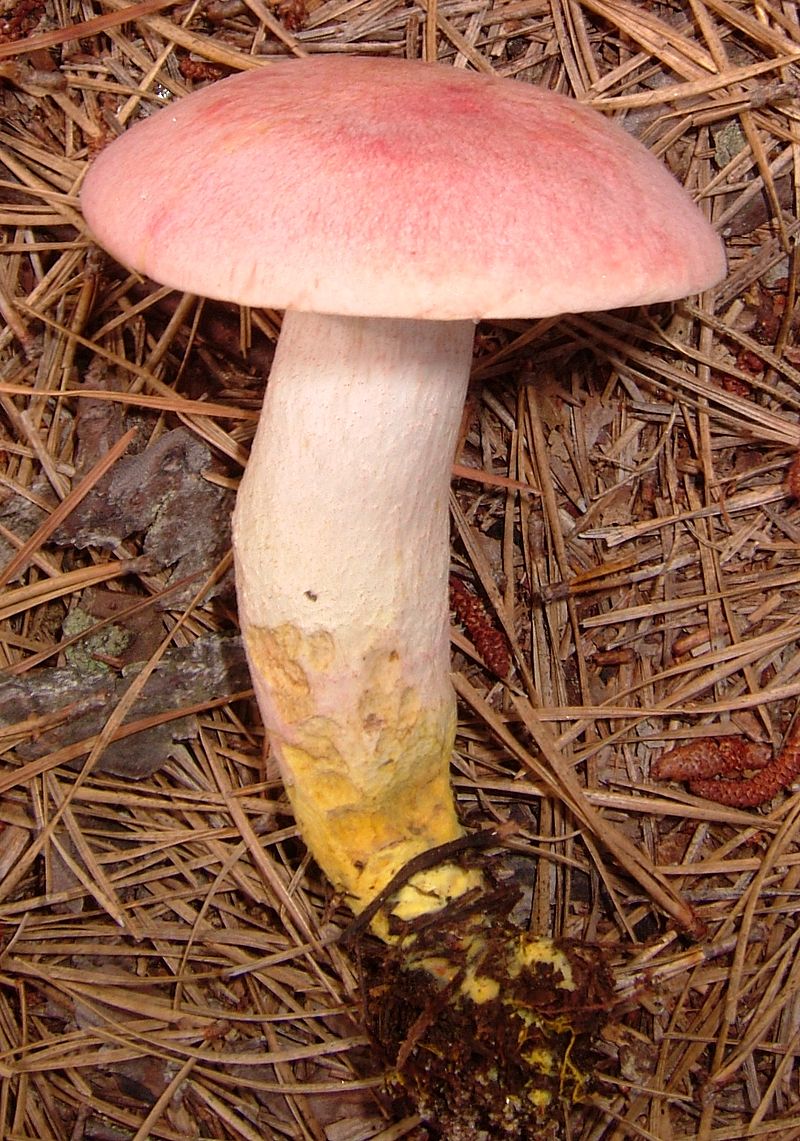Harrya_chromapes_359731.jpg