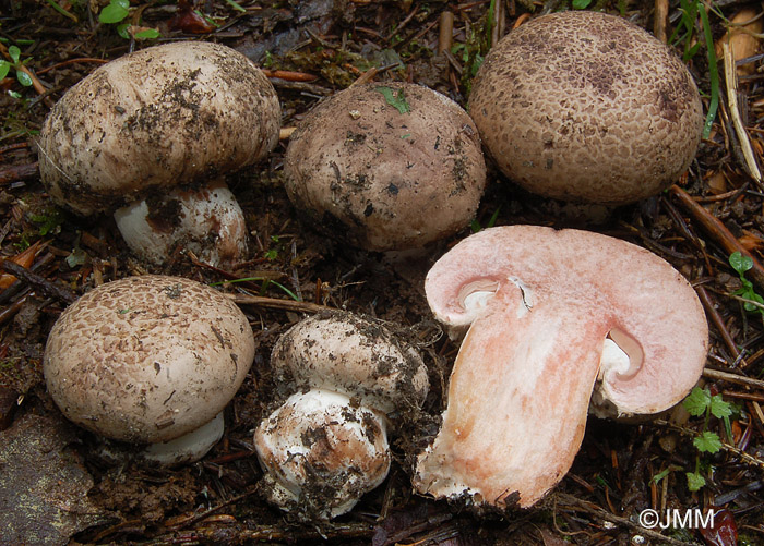 Agaricus subfloccosus 3.JPG