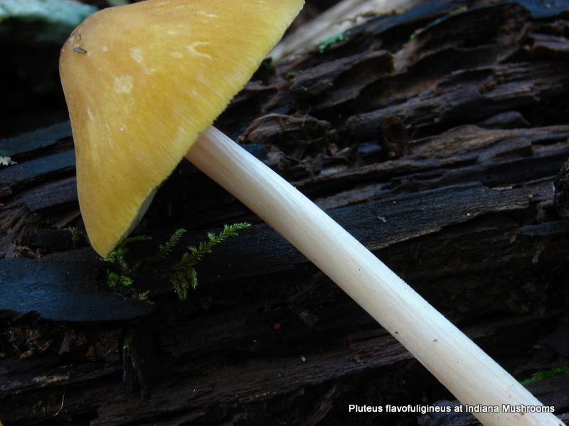 pluteus_flavofuligineus_03.JPG