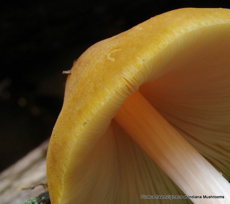 pluteus_flavofuligineus_04.JPG