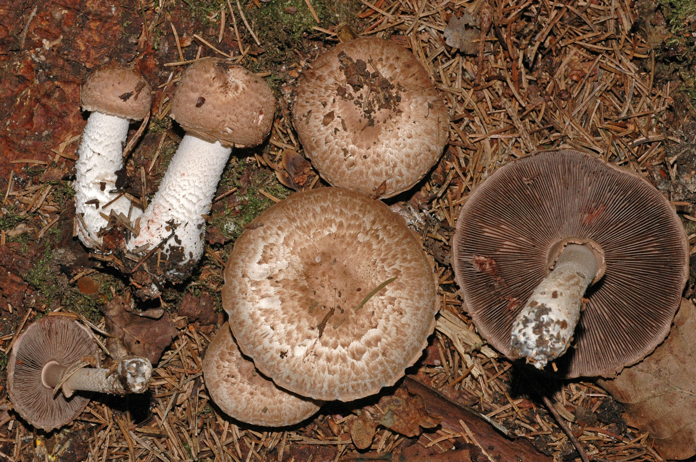 3126-Agaricus_sylvaticus.jpg