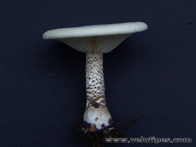 melanoleuca_verrucipes8.jpg