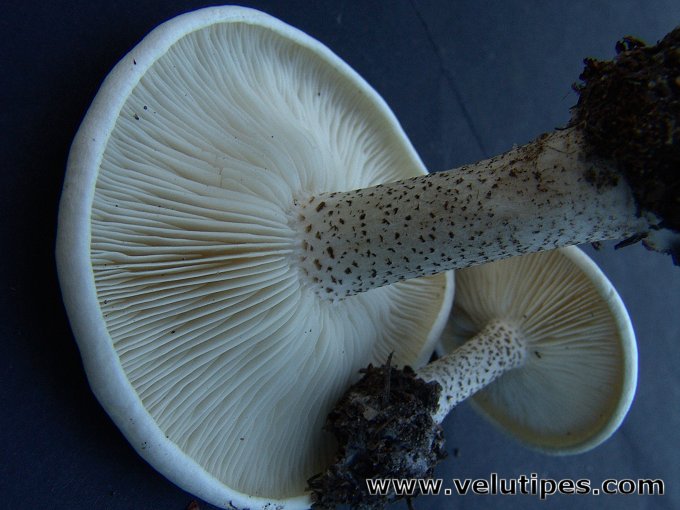 melanoleuca_verrucipes4.jpg