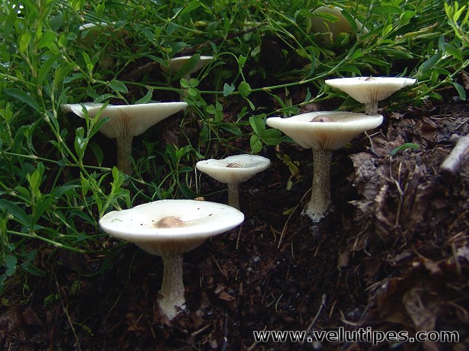 melanoleuca_verrucipes6.jpg