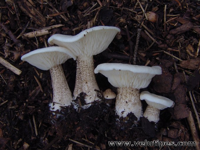 melanoleuca_verrucipes5.jpg