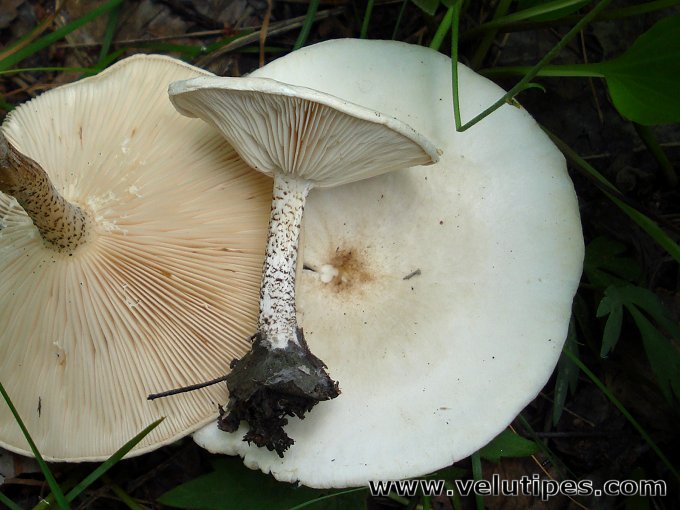 melanoleuca_verrucipes3.jpg