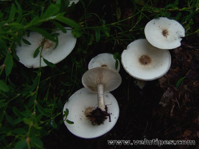 melanoleuca_verrucipes7.jpg
