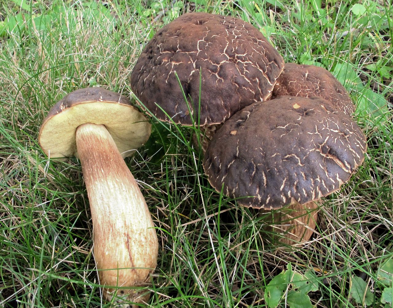 Leccinellum_crocipodium_(Letell.)_Bresinsky_&_Manfr._Binder_533002_2015-06-29.jpg