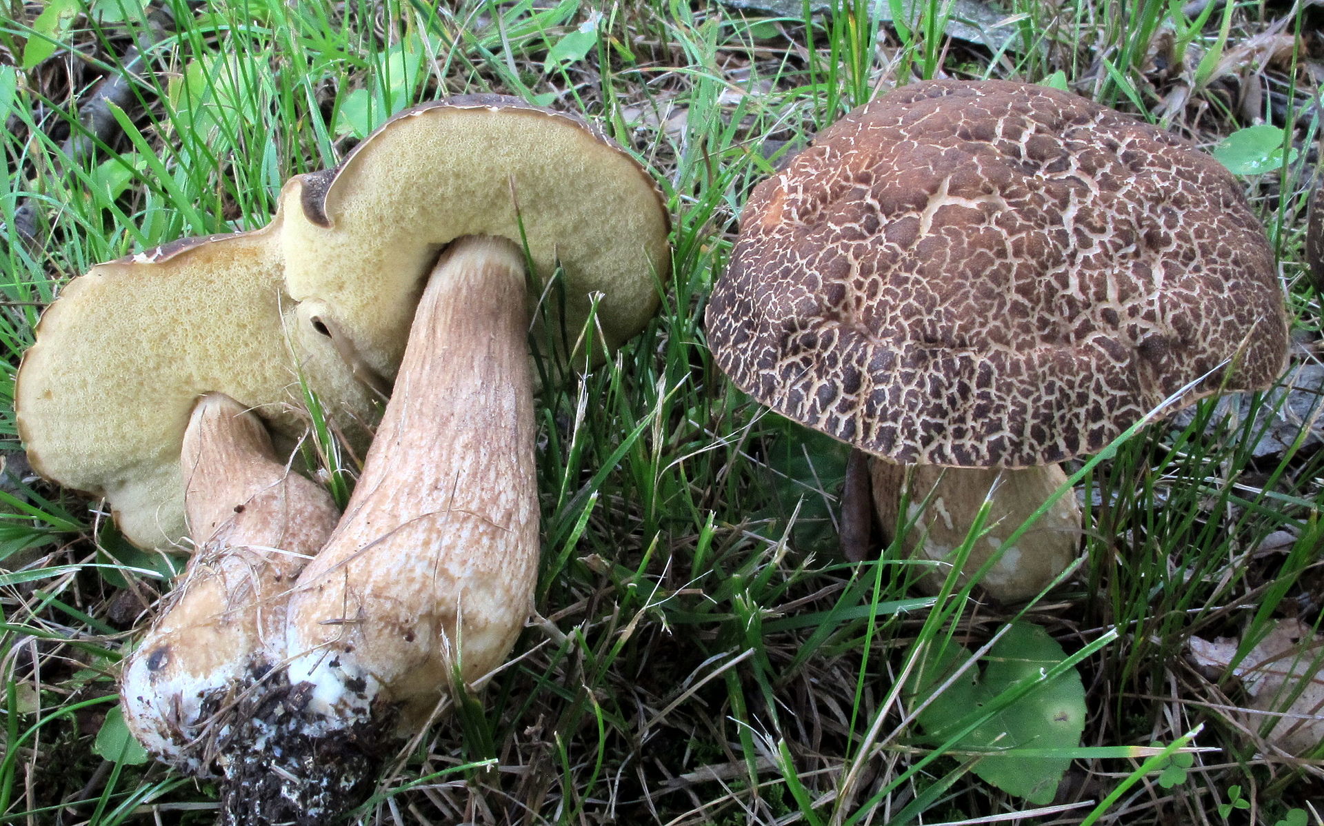 Leccinellum_crocipodium_(Letell.)_Bresinsky_&_Manfr._Binder_533003_2015-06-29.jpg