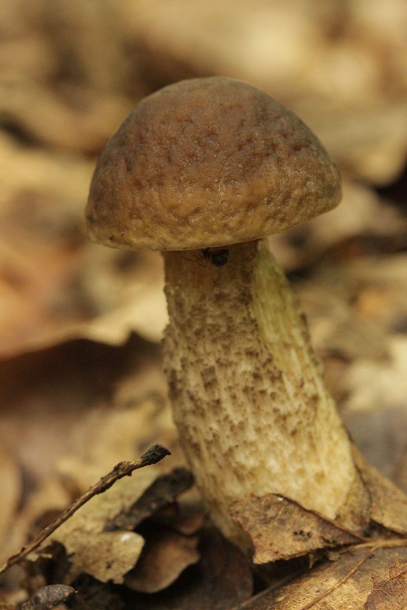 Leccinellum_griseum_(28518407183).jpg
