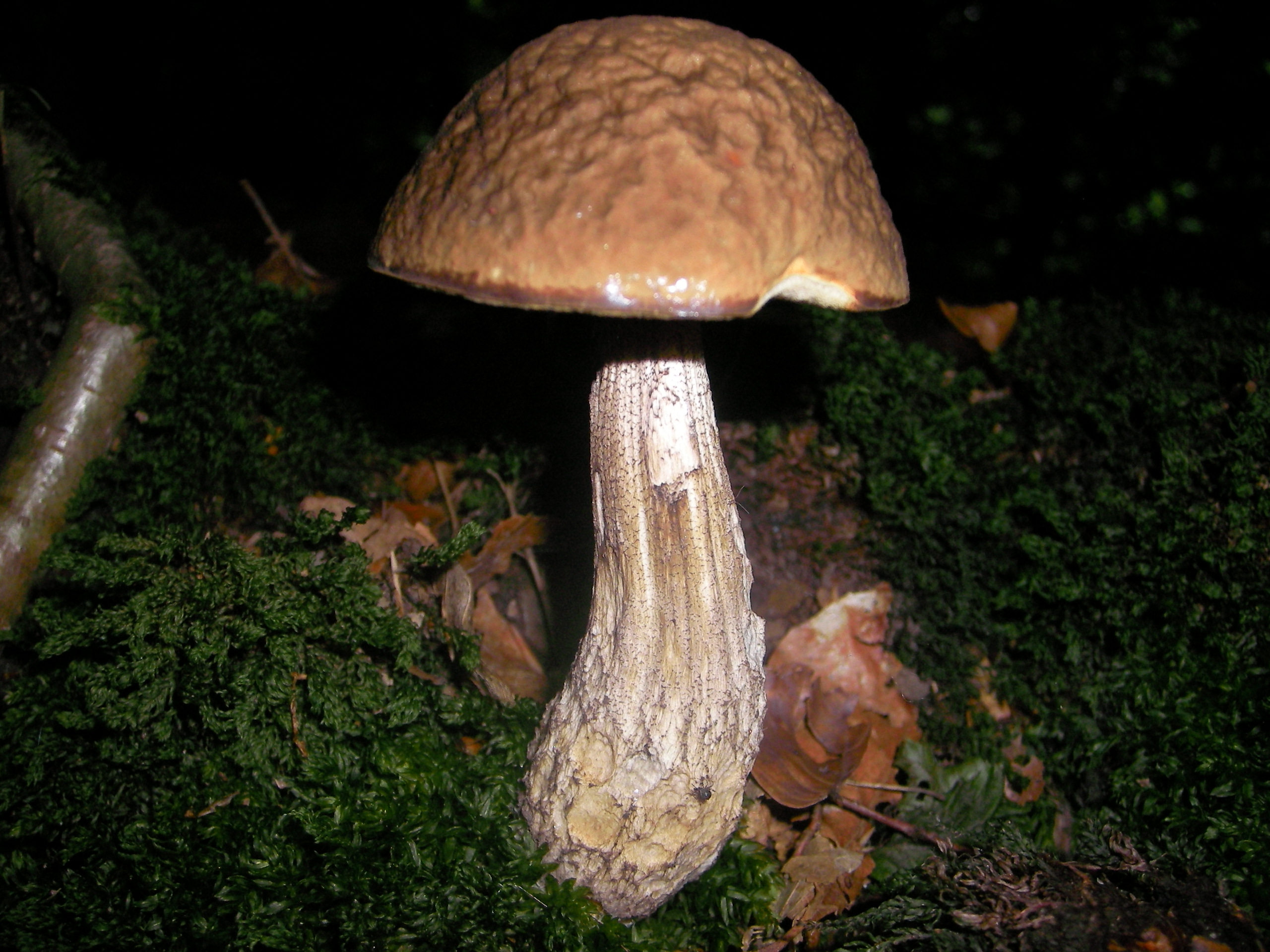 Waldpilz014.jpg