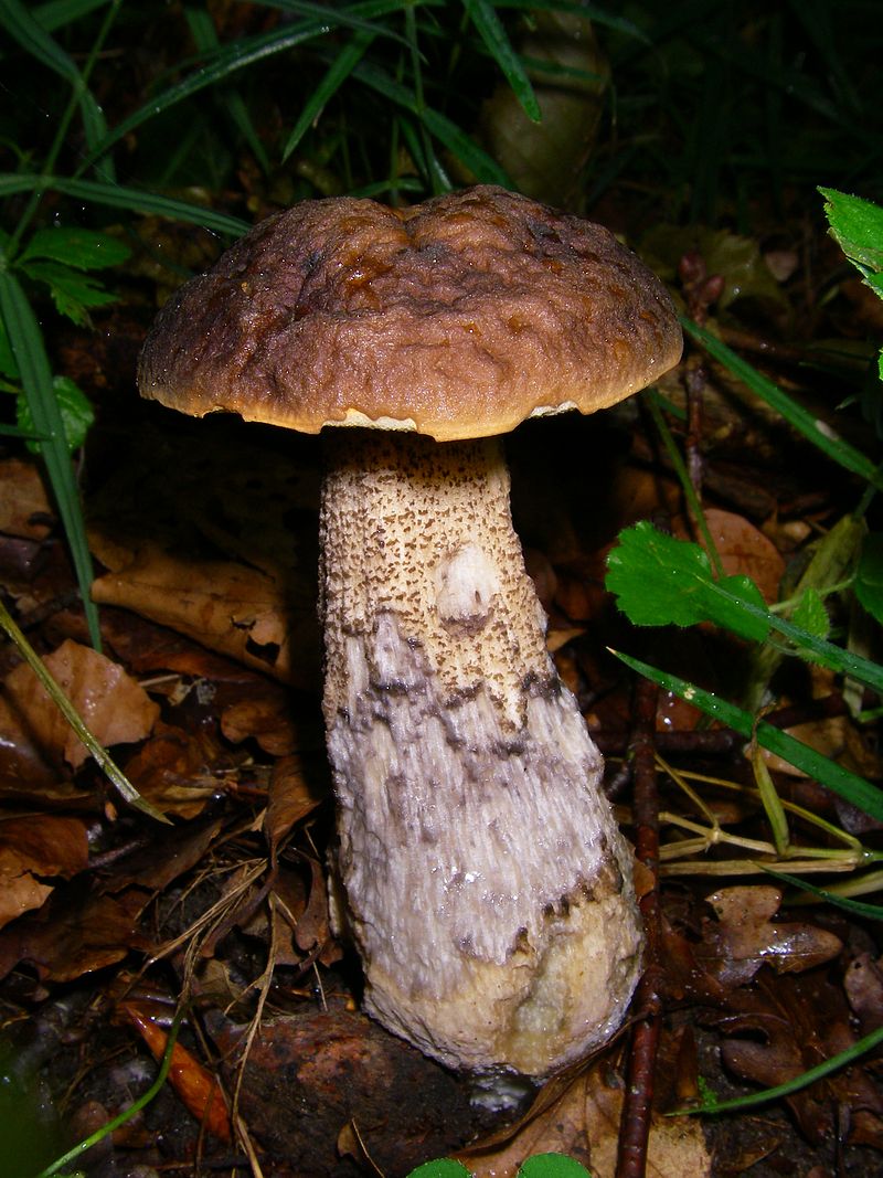 Hainbuchenroehrling.jpg