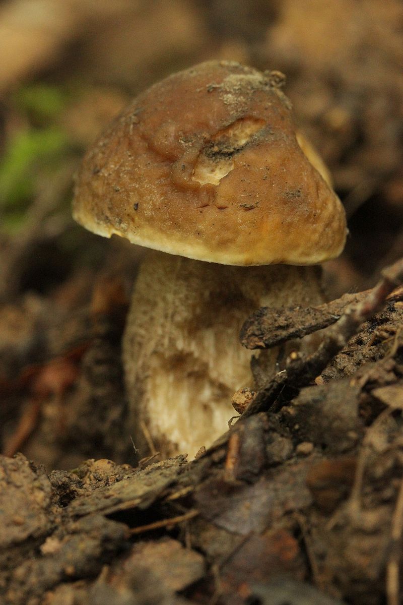 Leccinellum_griseum_(29025829141).jpg