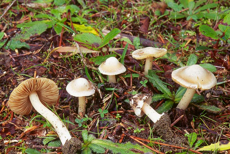 Inocybe grammata 1 Michael Beug.jpg