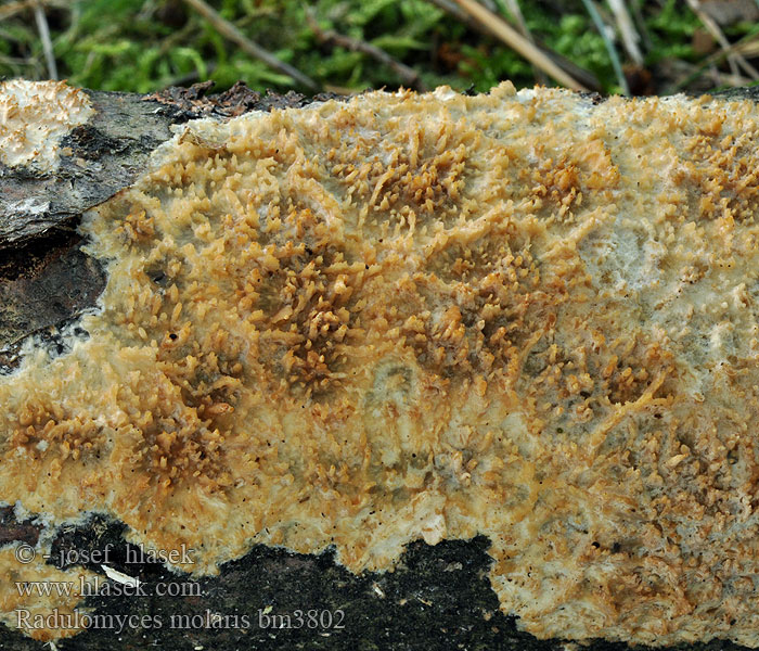 radulomyces_molaris_bm3802.jpg