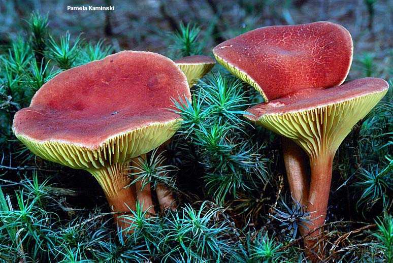 kaminski_phylloporus_rhodoxanthus_02.jpg