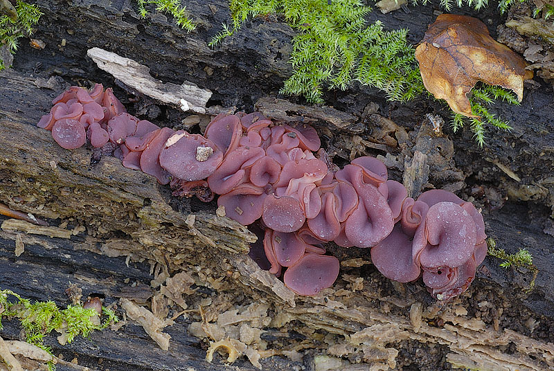 0__DSC6298 Ascocoryne cylichnium.jpg