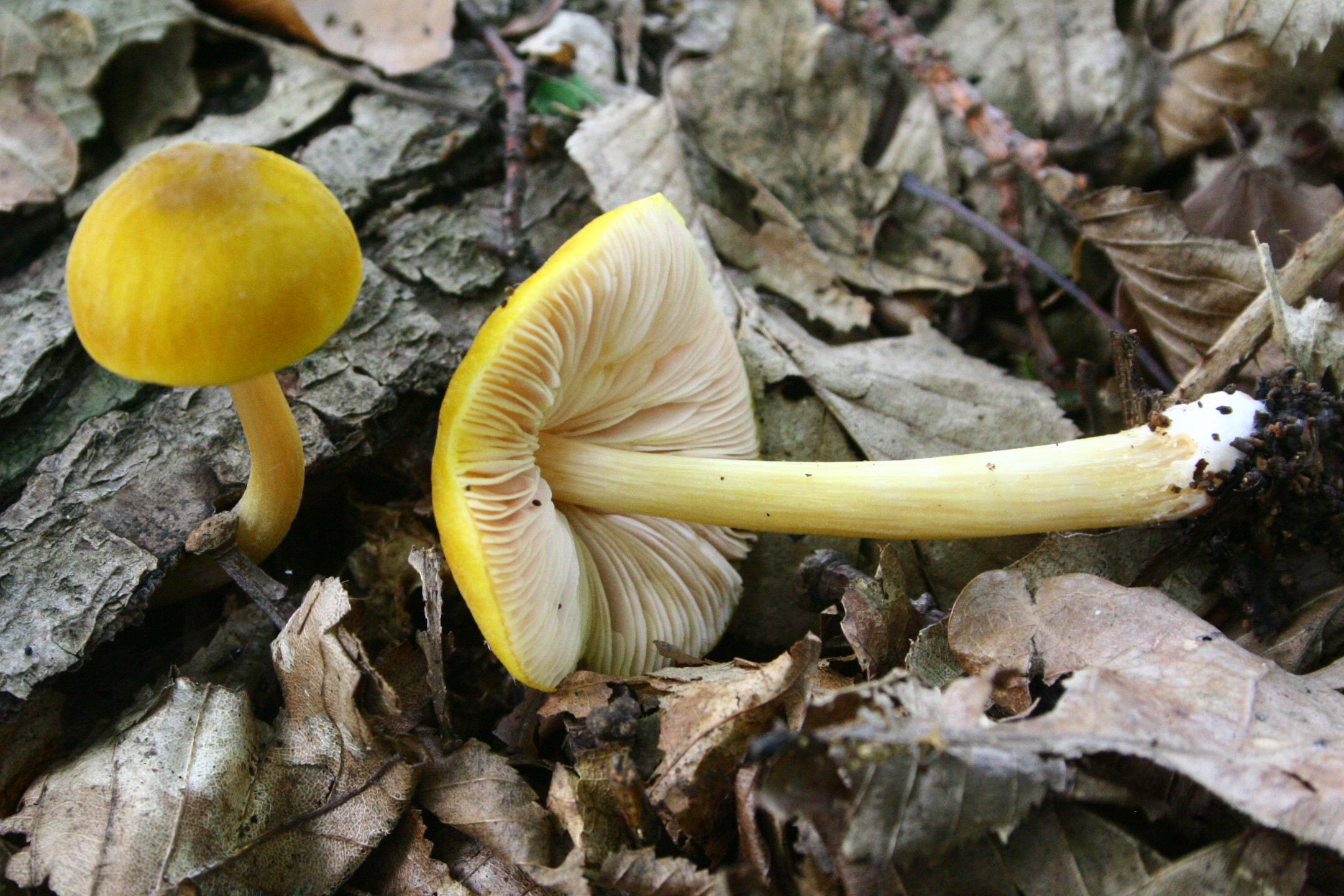 Pluteus_leoninus_20070624wa.JPG