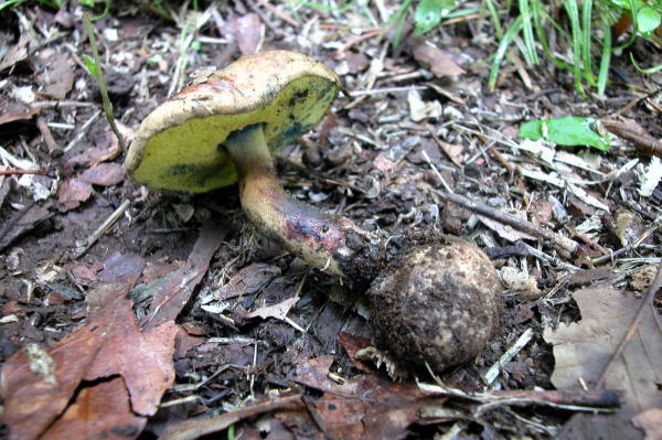 D-tamanoriiguti2.jpg
