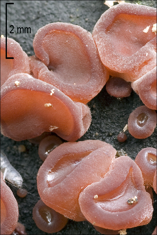 Ascocoryne_sarcoides_70468.jpg