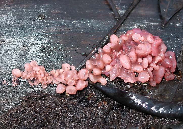 Ascocoryne_sarcoides_JPG.jpg