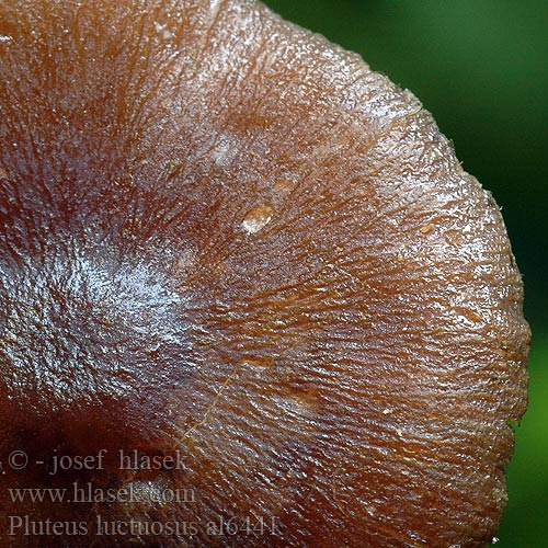 pluteus_luctuosus_al6441.jpg