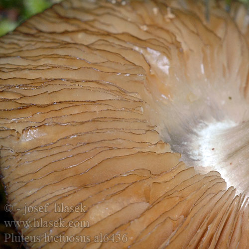 pluteus_luctuosus_al6436.jpg