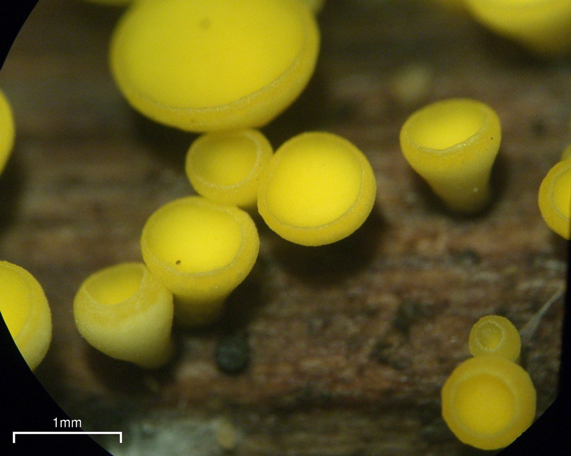 Bisporella_citrina_1.jpg