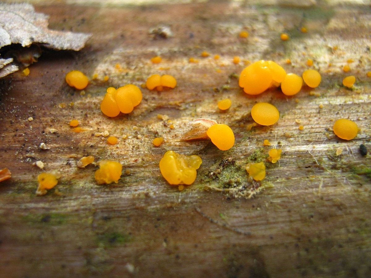 1280px-Dacrymyces_stillatus_Nees_63238.jpg