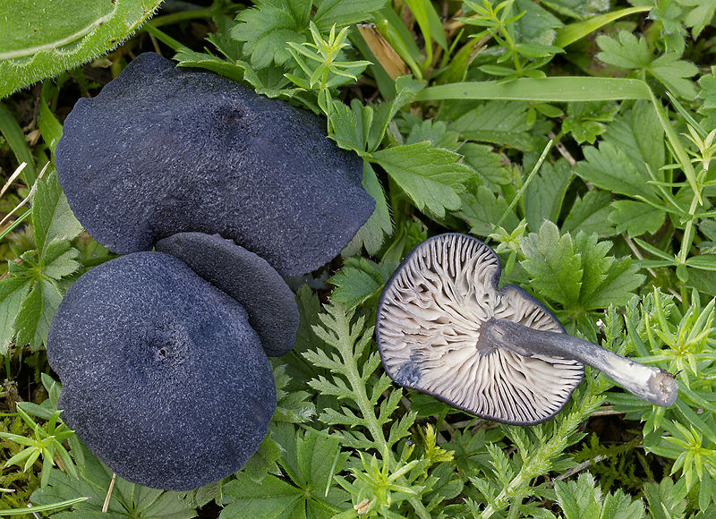 800px-2007-08-18_Entoloma_serrulatum.jpg