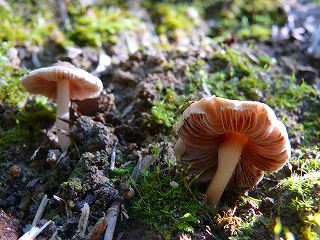 kasugatomayatake0910nis.jpg