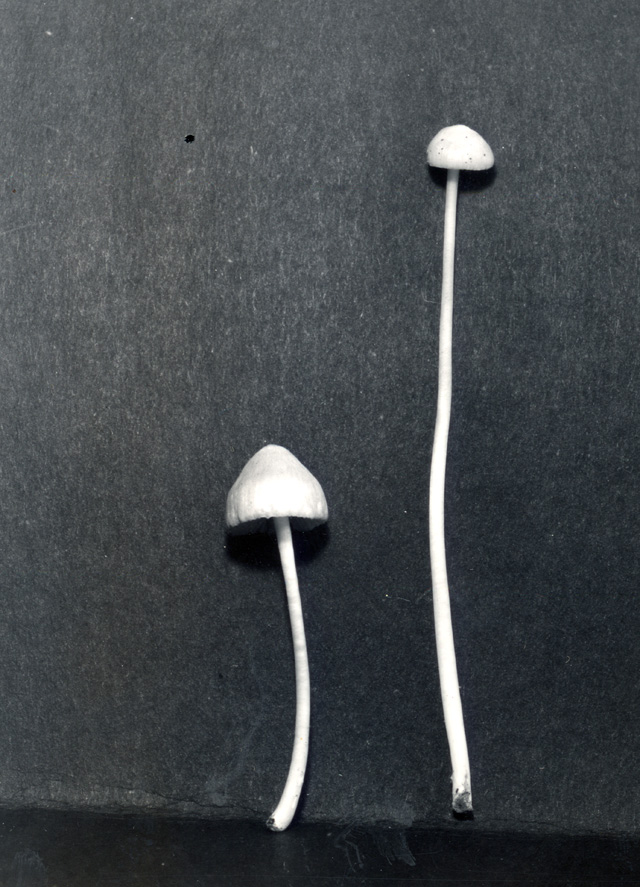 TENN-F-012848_F1.jpg