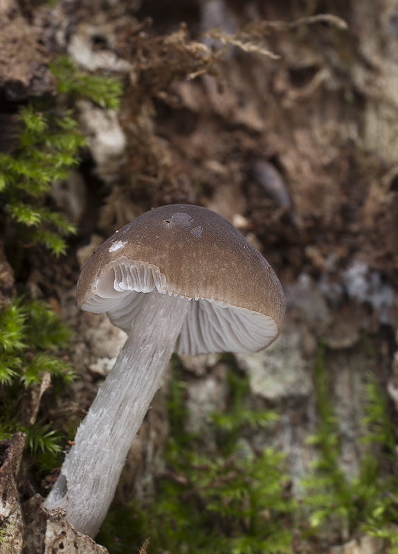 Pluteus nanus griseopus.jpg