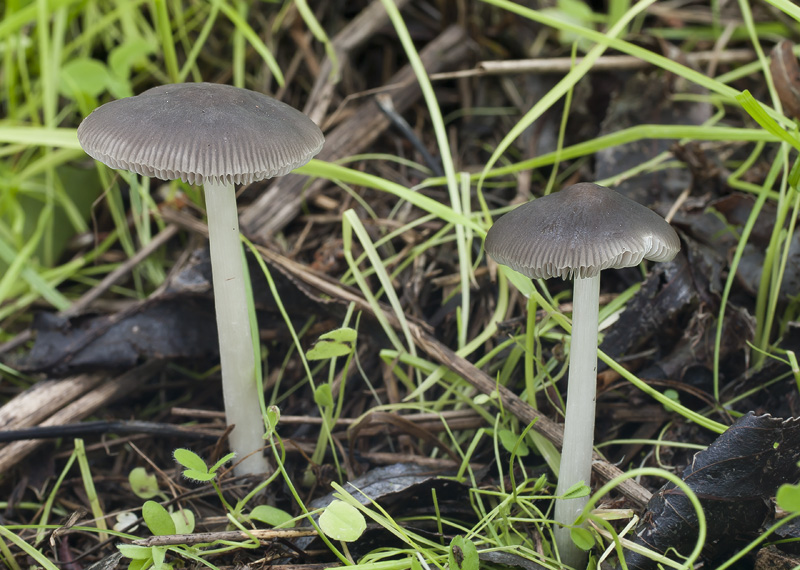 Pluteus nanus2.jpg