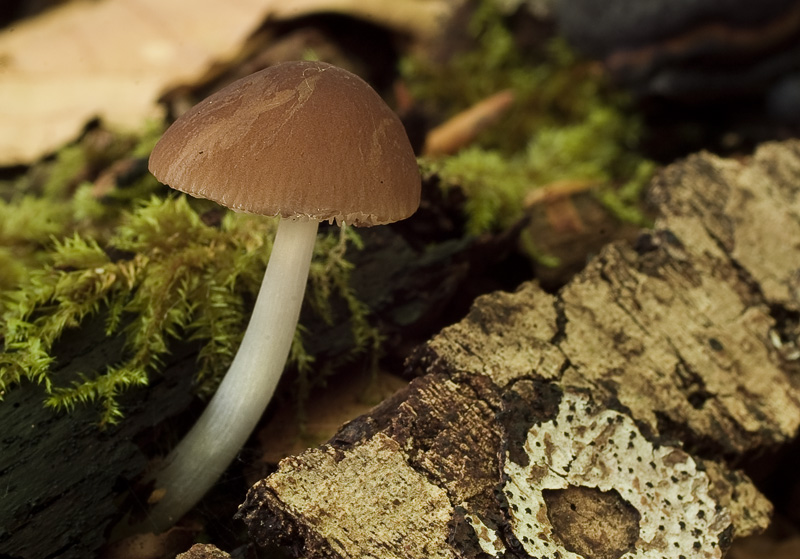 Pluteus nanus.jpg
