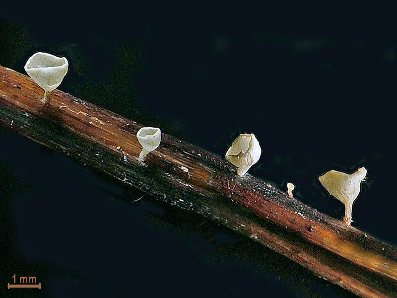 Crocicreas_cyathoideum_2_JS_20060912.jpg