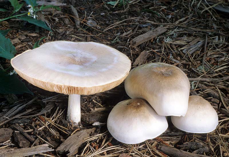 Pluteus_petasatus(fs-01).jpg