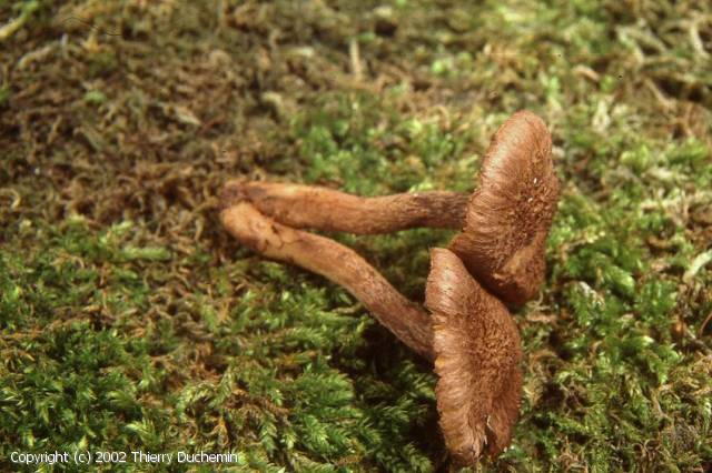 Inocybe_leptophylla_2002_td_1.jpg
