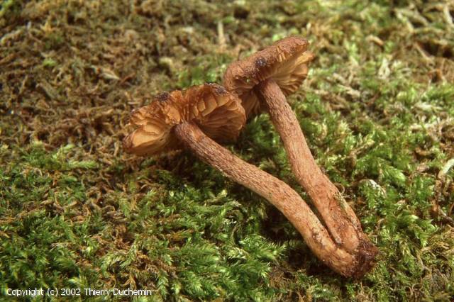 Inocybe_leptophylla_2002_td_2.jpg