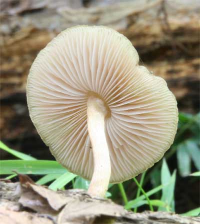 koshiwabenihidatake2.jpg