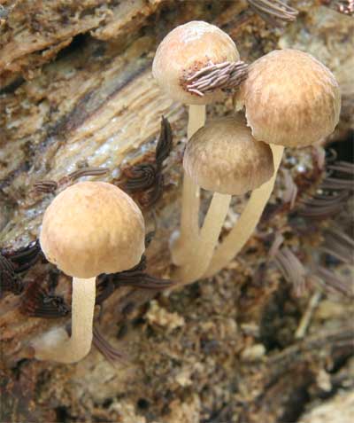 koshiwabenihidatake4.jpg