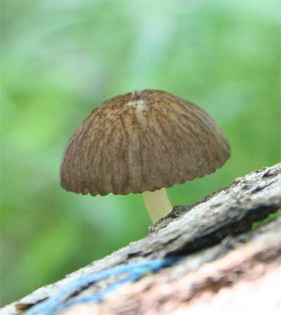 koshiwabenihidatake1.jpg